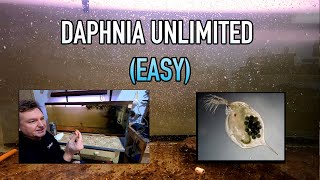 How I Raise Daphnia Water Fleas And You Can Too [upl. by Agnese]