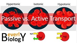 Passive vs Active transport [upl. by Curtis]