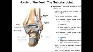 The Subtalar Joint  Anatomy Basic Movements amp Ligaments [upl. by Ponce862]