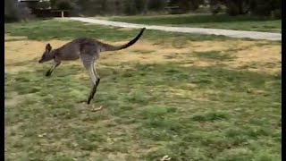 Kangaroos Arent Drunk Theyre Dying [upl. by Salchunas]