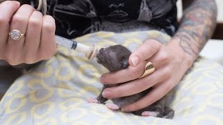 How to Syringe Feed a Newborn Kitten [upl. by Scevor]