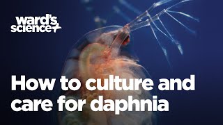 Caring and Culturing for Daphnia [upl. by Hey238]