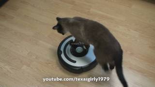 Cat shows HOW TO use iRobot Roomba Vacuum [upl. by Yelroc]