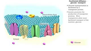 Facilitated Diffusion  Glucose transport [upl. by Livvy24]