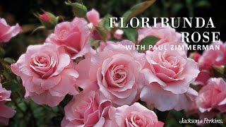 Floribunda Roses [upl. by Arrais]