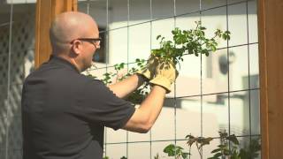 Planting and training your climbing rose [upl. by Armalla]