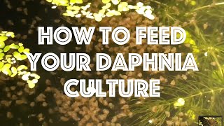 How To Feed Your Daphnia Culture [upl. by Levin]