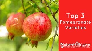 Top 3 Pomegranate Varieties  NatureHillscom [upl. by Lewse]