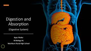 Digestion and Absorption  Digestive System [upl. by Ecirtnahs]