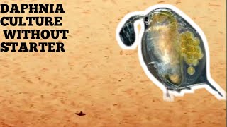 HOW TO CULTURE DAPHNIA NATURALLY WITHOUT A STARTER [upl. by Ettenav]