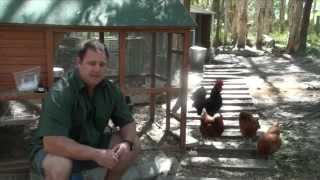 Worm Mite amp Lice All In One Treatment For Chickens amp Quail Ivermectin [upl. by Yelsnit]