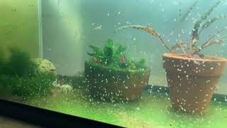 Daphnia Culturing Snails or no snails [upl. by Sherrie]