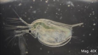 Daphnia magna under the Microscope [upl. by Alleuqcaj700]