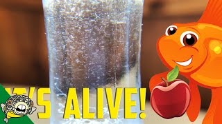 How to culture Vinegar Eels The EASY Way Live Fish Food [upl. by Alaham]