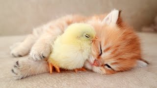 Kitten sleeps sweetly with the Chicken 🐥 [upl. by Michaella436]