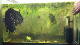 Scuds Daphnia Cherry Shrimp Copepods My aquatic food culture [upl. by Aylsworth]