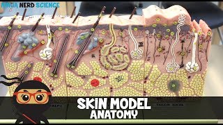 Integumentary System  Skin Model Anatomy [upl. by Elay]