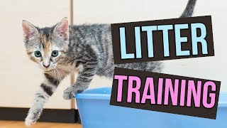 How to Litter Train Baby Kittens [upl. by Fisch]