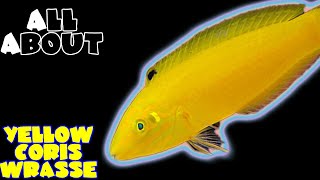 Yellow Coris Wrasse or Yellow and Purple Wrasse or Silver Belly Wrasse or Yellow Canary Wrasse [upl. by Fiertz31]