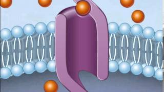 How Facilitated Diffusion Works [upl. by Oliva]