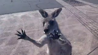 Kangaroo Gang Attacks Skydiver [upl. by Noraed]