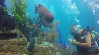 Diving KOBUDAI YORIKO Hasama Under Water Park 2017 OhSam [upl. by Olvan]