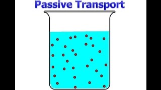 Passive Transport [upl. by Zackariah]