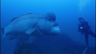 Facts The Asian Sheepshead Wrasse Kobudai [upl. by Newbill]