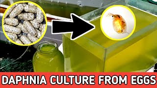 HOW TO HATCH DAPHNIA EGGS  HOW TO CULTURE DAPHNIA [upl. by Yrhcaz]