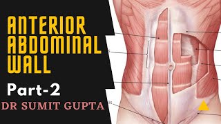 ANTERIOR ABDOMINAL WALL Part2 [upl. by Lleval36]