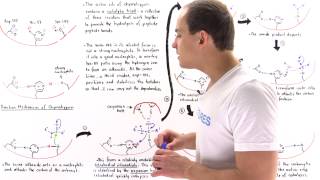 Mechanism of Chymotrypsin and Catalytic Triad [upl. by Stichter]