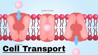 Cell transport Passive and Active Transport [upl. by Frentz571]