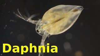 Daphnia [upl. by Etnod]