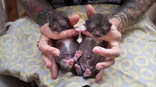 How to Help Baby Kittens Pee and Poop [upl. by Maguire]