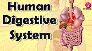 Human Digestive System for grade 7 [upl. by Ditzel]