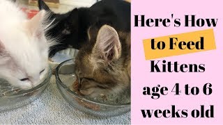 What amp How to Feed Kittens age 4 to 6 Weeks old [upl. by William]