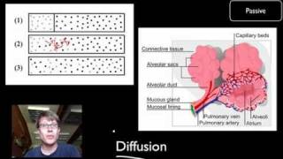 Transport Across Cell Membranes [upl. by Lymn]