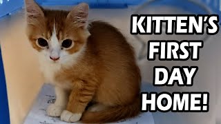 Adopting A Kitten  Cats First Days Home [upl. by Ahsoek206]