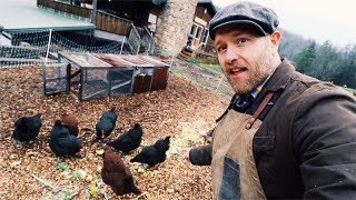 How I feed SIX Chickens for FREE [upl. by Perl]