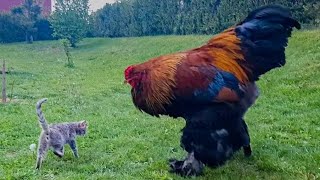 Giant Rooster and Cat  Brahma Chicken  Video 4K [upl. by Adrahc791]