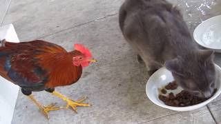 Cat vs Chicken  Real Fight [upl. by Terrye190]