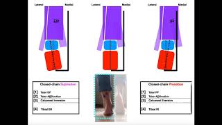 The Subtalar Joint Part 2  Pronation vs Supination EXPLAINED [upl. by Beora]