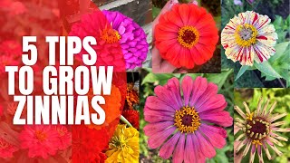 5 Tips to Grow AMAZING Zinnias  How To Grow Zinnias  Cut Flower Garden [upl. by Bryant]