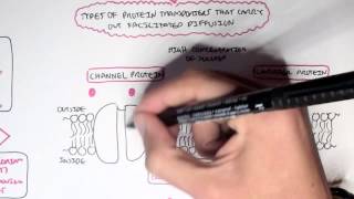 Passive Diffusion  Simple and Facilitated [upl. by Niltac]