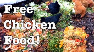 Chickens  Ideas for Feeding for FREE [upl. by Eirelav]