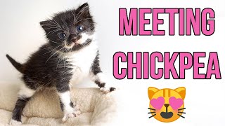 Meeting my Adorable New Foster Kitten Chickpea [upl. by Disini655]