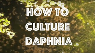 How To Culture Daphnia Magna [upl. by Skricki]