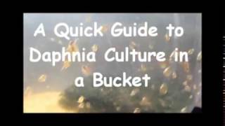 How to culture daphnia outside [upl. by Vonny]