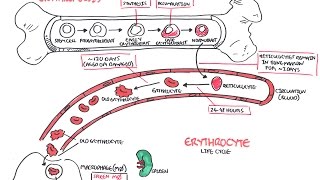 Haematology  Red Blood Cell Life Cycle [upl. by Pammi]