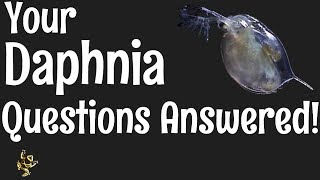 Daphnia Questions Answered [upl. by Nylyoj]